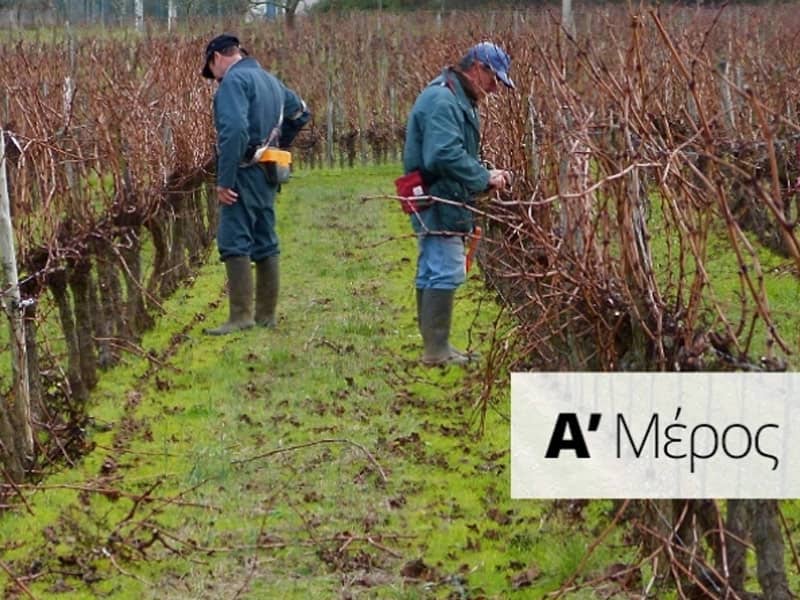 Χειμερινό κλάδεμα Μέρος Α΄- Κλάδεμα καρποφορίας και ανανέωσης