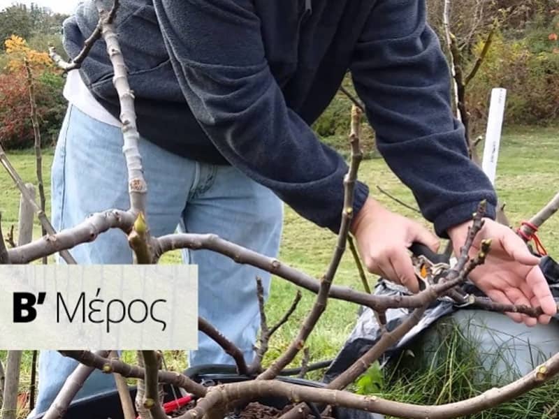 Χειμερινό κλάδεμα Μέρος Β΄- Κλάδεμα Διαμόρφωσης για οπωροφόρα, ελιά & αμπέλι