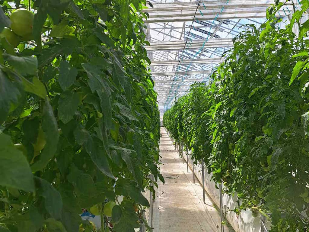 Θερμοκήπιο Υδροπονίας με καλλιέργεια Τομάτας