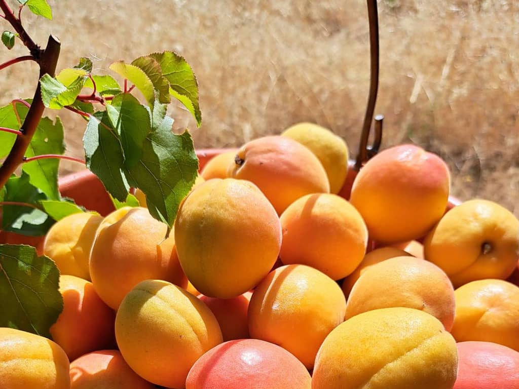 Βερίκοκα εν ώρα συγκομιδής