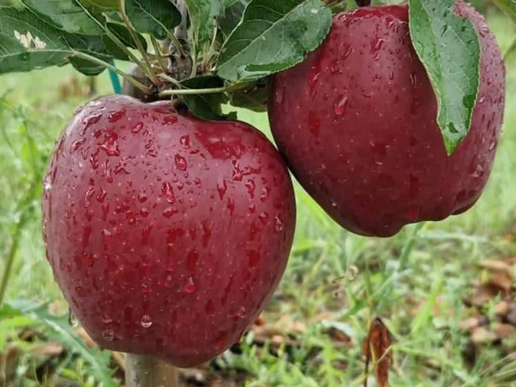 Μήλα ποικιλίας Fuji King