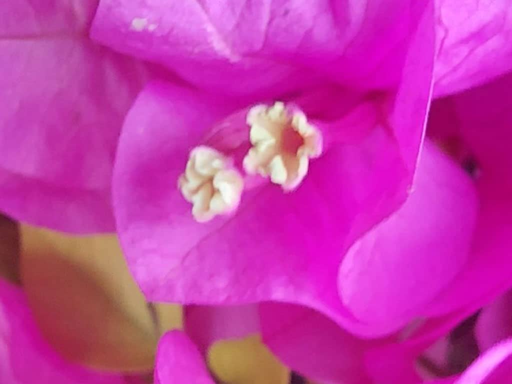 Άνθος βουκαμβίλιας